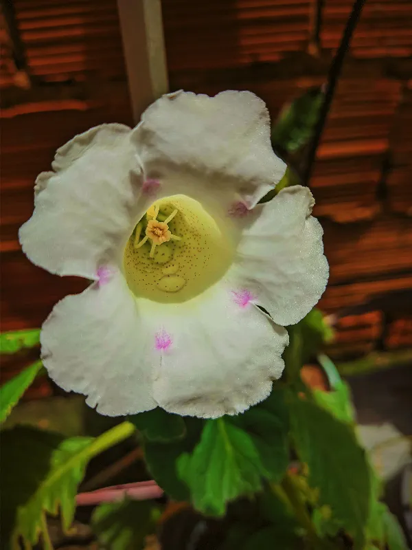 White Flower Beauty 