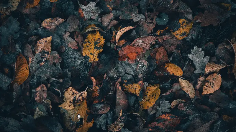 Autumn season 4k wallpaper