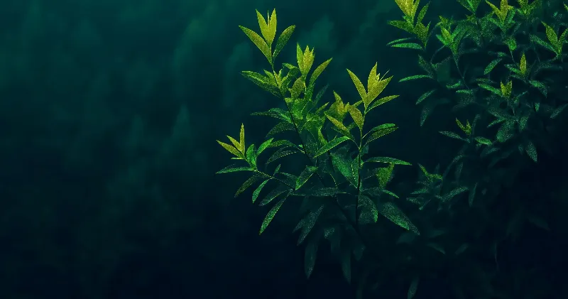 Minimal Nature Leaves Wallpaper Deep Green Aesthetic [4K Ultra HD]