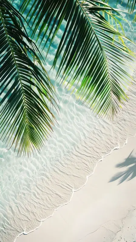Coconut tree 4k wallpaper