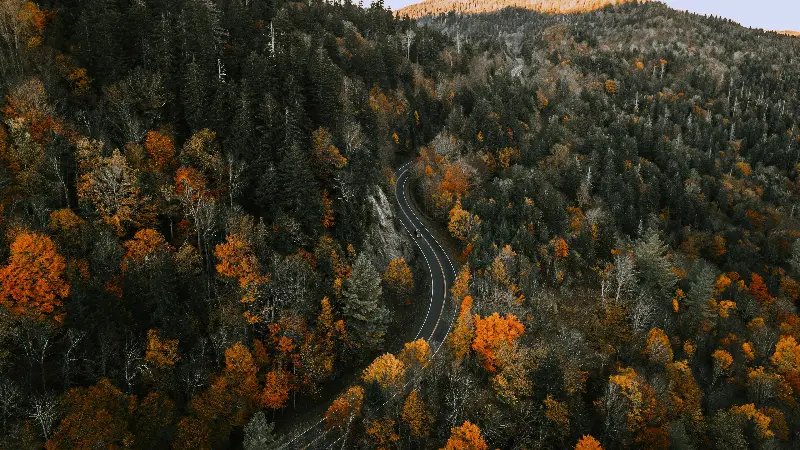 Nature forest 4k desktop wallpaper