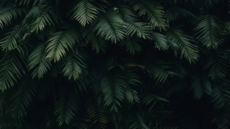 Dark Tropical Palm Leaves Wallpaper Jungle Foliage Aesthetic Background 4K