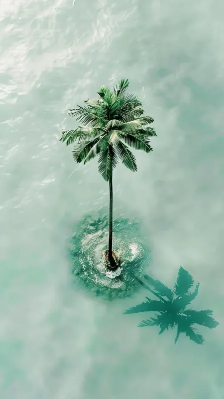 Palm tree full hd wallpaper