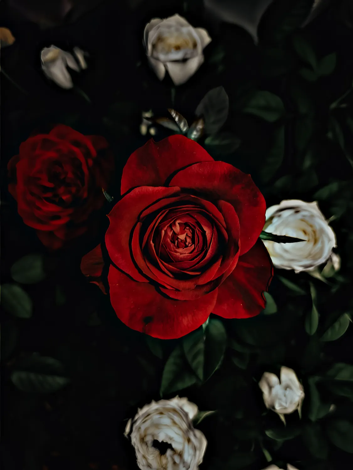 Elegant Red Rose Among White Blooms
